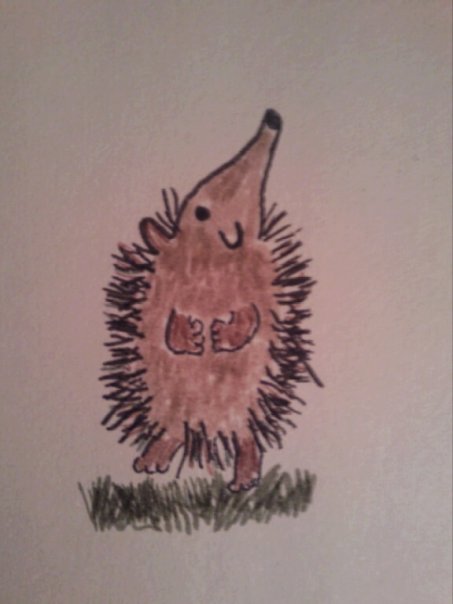 hedgehog