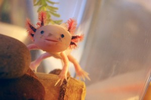 axolotl 2