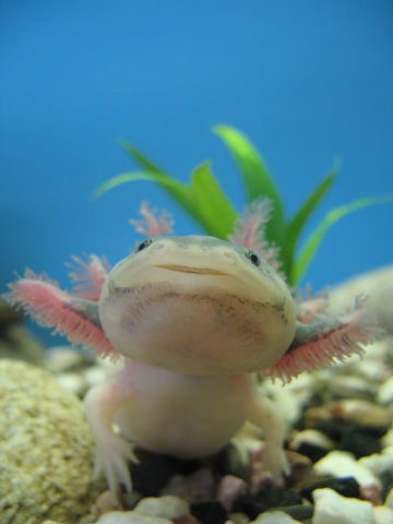 axolotl