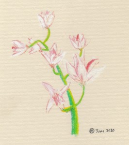 orchids